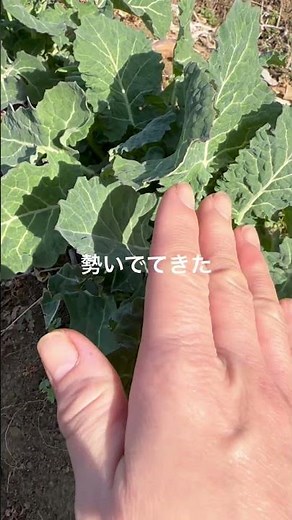 春の勢い#無肥料 #家庭菜園#のらぼう菜