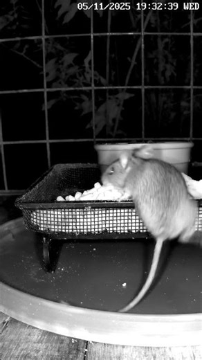 Mousie on the Snarfle 💚 #woodmouse