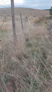 152K views · 3K reactions | LE CHEVAL DE PRZEWALSKI, LE DERNIER...