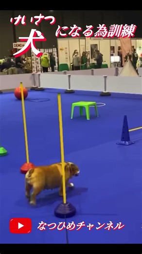 警察犬になるための訓練♡