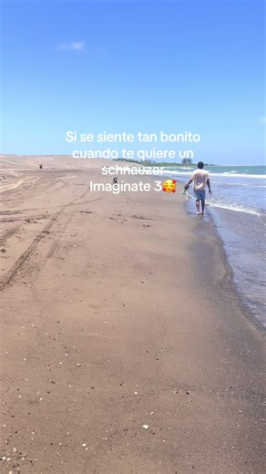 Schnauzer: ¿Por qué se siente tan bonito que te quiera un schnauzer?