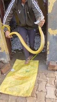 Rescued a big yellow snake today #shortvideo