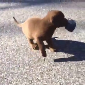 33K views · 779 reactions | Starting them young! Great video from Mojo fan Luke Spangler! | Mojo TV | Facebook