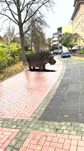 Blender #blenderart #creativeblender #cgi #animals