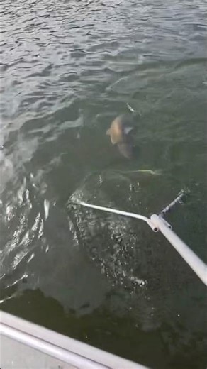 CLEARLAKE CATFISH DERBY PRACTICE MAY 2026