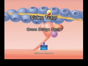 Cross Bridge Contraction
