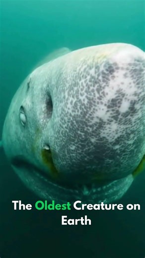 The Oldest Creature on Earth | Viral 2026 Discovery: Up-Close Footage | Shark