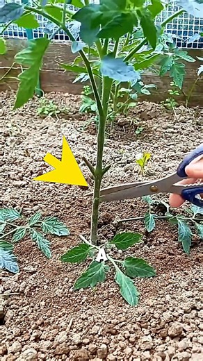 Amazing Root Growth Technique🌱🤯#shorts