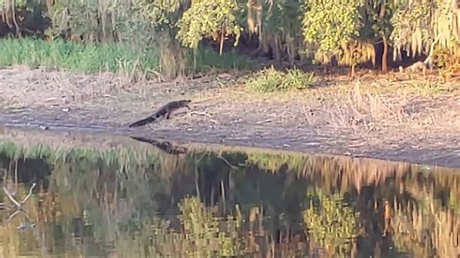 A wild hog wanders too close to the water’s edge—and a waiting gator explodes from the swamp in a sudden, vicious attack. This intense real-life predator encounter shows the raw power and lightning speed of nature’s top hunters. #GatorAttack #WildHog #NatureUnfiltered | Ellen Roman