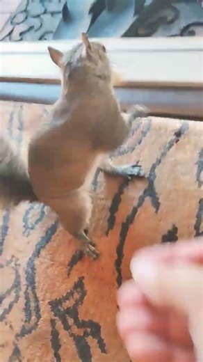 Our Squirrel Girls. #squirrels #squirrel #pets #wildlifeentertainment #animallife