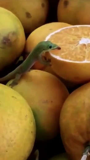 There are few things in reptile keeping more satisfying than watching a day gecko go after a piece of fruit 🦎 These little lizards are hardwired to seek out sweet ripe food, and their reaction to something like orange or mango is immediate and enthusiastic. Eyes locked, tongue flicking, completely unbothered by anything else going on around them. For an animal so small, they commit to a meal with impressive intensity. 🎬: Video taken from @lookintonature on instagram 📷: We don't know who filme