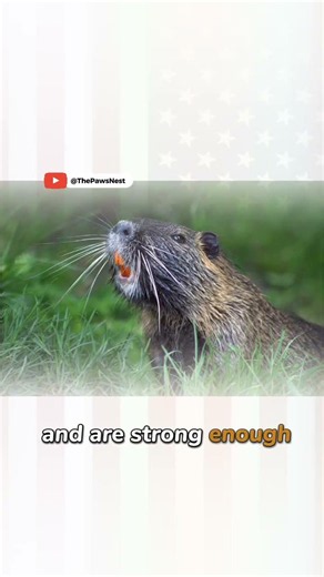 Amazing American Beaver Facts You Didn't Know 🤯💫