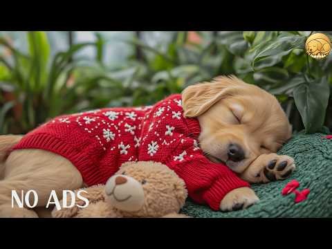 12 HOURS Soothing Music for Dogs 🐶🌸 Calm Flowing Harmony 🎶 Comfort & Ease 💤 No Ads