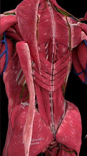 The Human Body in Full 3D Detail 🫀🔥