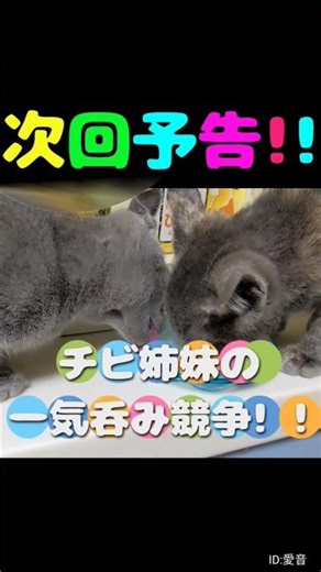 【ミルク呑み対決】おチビ姉妹の日常 #猫のいる暮らし #癒やし動画 #元気になる動画