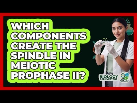 Which Components Create the Spindle in Meiotic Prophase II?