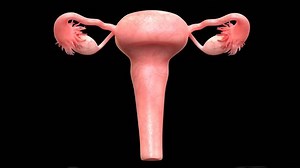 「女性の生殖系の解剖学。3D」の動画素材（ロイヤリティフリー）21149386 | Shutterstock