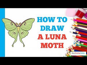 How to Draw a Luna Moth: Easy Step by Step Drawing Tutorial for Beginners