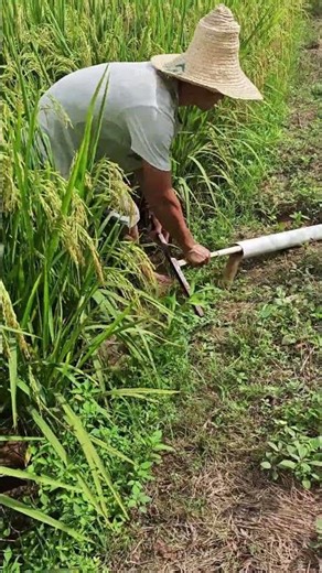 Siphon irrigation demonstration #Agricultural Knowledge