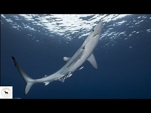 Blue Shark - The Ocean's Elegant Predator