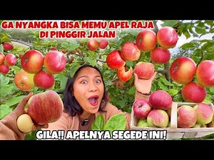 FIRST TIME HARVESTING KING APPLES ON THE ROAD SIDE