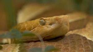 The Forbidden Island Where 15,000 Venomous Snakes Now Rule Alone