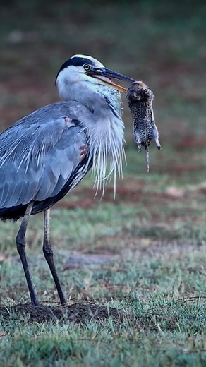 84K views · 746 reactions | Amazing Great Blue Heron in epic battle with large gopher #Birds | Review Birds News | Facebook