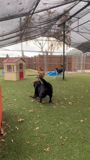 Luna is loving camp | Camp K-9 Pet Resort and Spa