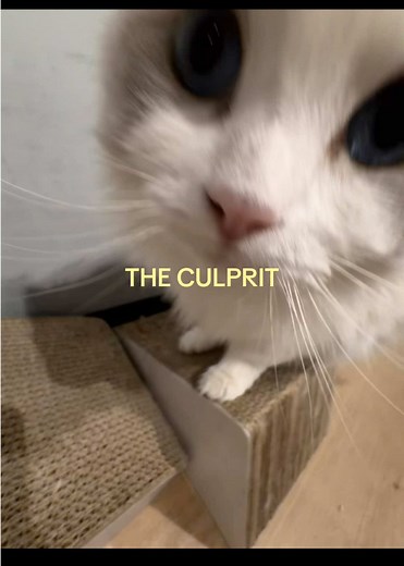 Exploring Cat Cafes in Melbourne: A Relaxing Experience