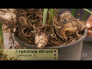 Dividing Cymbidium Orchids Gardening Australia ABC
