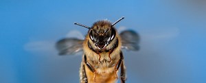 Photographing Bees in Flight — Allan Walls Photography