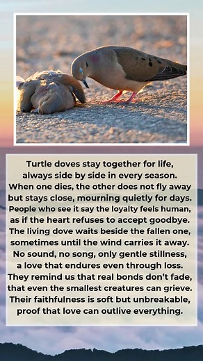 Watermelon Sugar on Reels