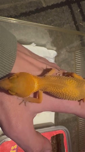 Evening Handling Session | Leopard Gecko 🧡 | Denbo Geckos