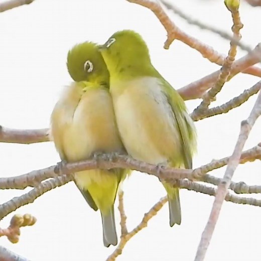 可愛すぎる野鳥❤仲良しメジロ🎶