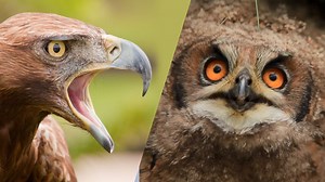 A fierce fight between a Eurasian eagle owl and golden eagles