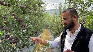 241K views · 10K reactions | What is Heigh Density Plantation (HDP). And it’s Benefits | AVO Fruit Tree Nursery | Facebook