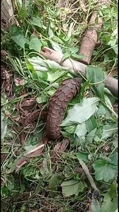 1.2M views · 897 reactions | We recently received this black bellied...