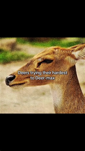 Deer and Moose: A Wild Animal Comparison