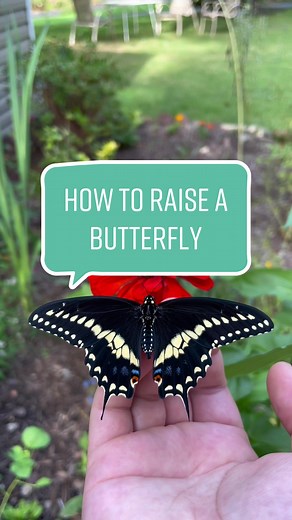 Raising Butterflies: A Step-by-Step Guide for Your Garden