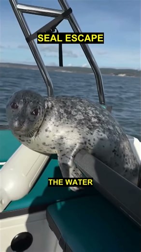 Seal jumps onto boat to escape killer whales