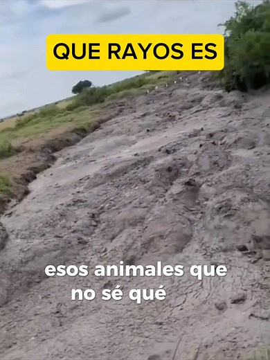 ANIMAL EXTRAÑO DENTRO DEL RIO | Alejandro M