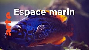 Documentaire | Mers et rivages | Le Danemark sauvage