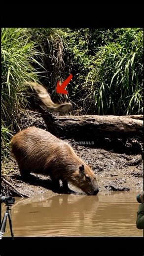 “Python Lurks in the Shadows While Capybara Drinks Water!”