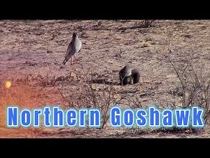 Northern Goshawk - Forest's Phantom Hunter