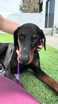 Our fosters first few days! 🪿🤍