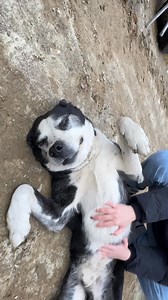 37K views · 744 reactions | Lincoln you lazy dog! Just sunbathing while there's work to do! Typical dog! JET Equipment and Tools #rustbros #rustvalleyrestorers #mikehall #wildmangarage #BlairSmith #carproject #classiccars #carrestoration #garage #carshop #Lincoln #Dog #PinaColada #Sunbathing | Rust Bros Restorations | Facebook