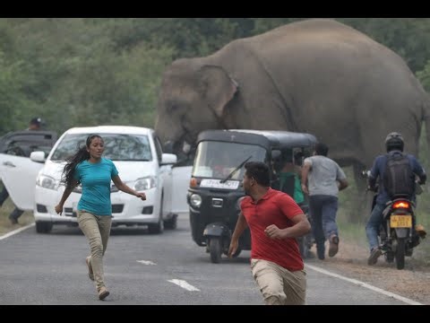 Human vs Wild Elephant | Terrifying Road Encounter