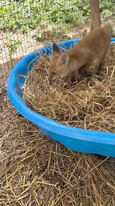 The baby pool in George's enclosure is actually a large foraging box. Underneath the straw there are mice (frozen, purchased from a commercial business for our foxes, opossums and raccoons), Cheerios, blueberries, quail eggs, and live crickets. In this video, George finds a mouse and caches it (near my foot) for later. Red foxes, like gray squirrels, are often scatter hoarders, caching food in a variety of locations so that, should something discover the cache, the thief won't get all the goods.
