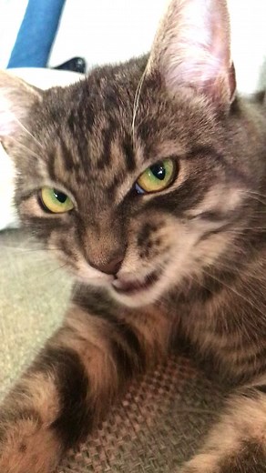 Funny Cat Videos: Hilarious Meow Moments