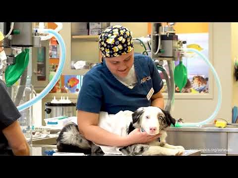 ASPCA Spay/Neuter Alliance: Tour Our Facility